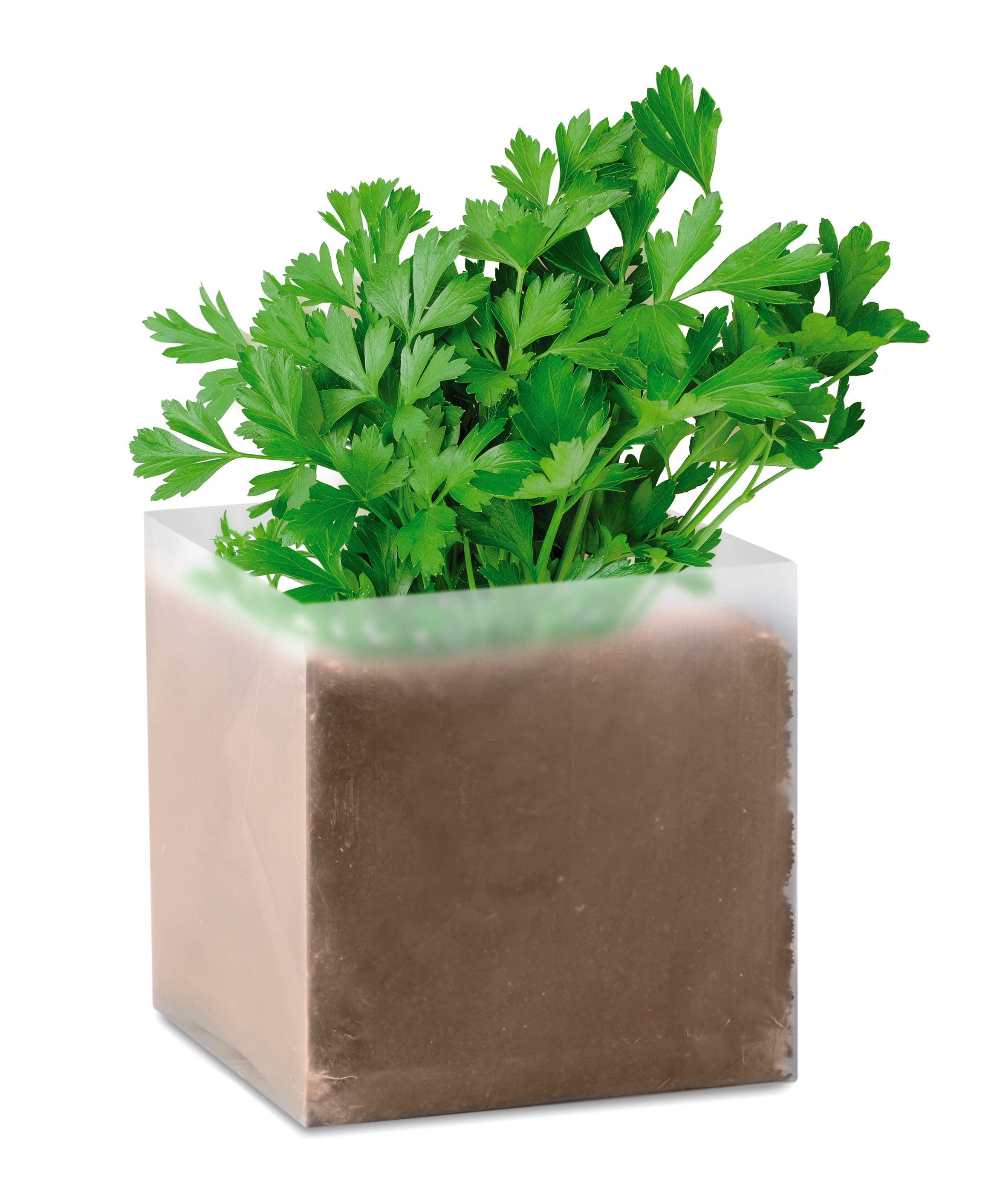 PARSELY